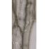 Akoya Ocean 60X120 Nat