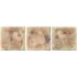Marble Age Botticino Beige Naturale Inserto S3 10x10