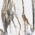 Calacatta Gold Calacatta Gold Lappato Lap. 120x120