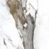Calacatta Gold Calacatta Gold Naturale Ret. 60x60