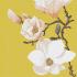 Artistic Artwall Lyric 4 Opaque 126.4x252.8