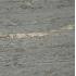 Antique Marble Majestic marble Lucido Ret. 80x80