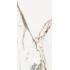 Les Origines de Rex Origines or Glossi Ret. 60x120